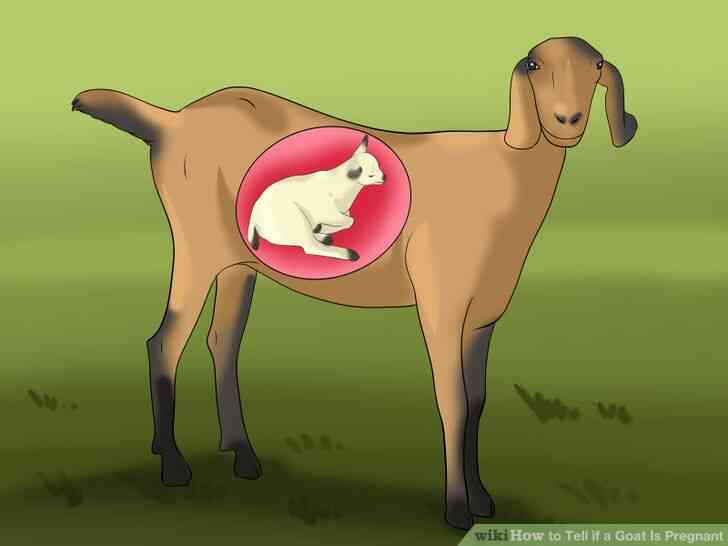 Image intitulée Soulever et de la Race de Lait de Chèvres à l